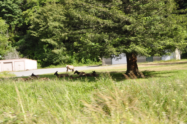 elk