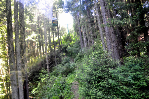 Sky Tram going through the trees