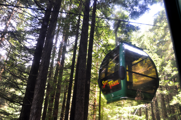 Sky Tram going through the trees