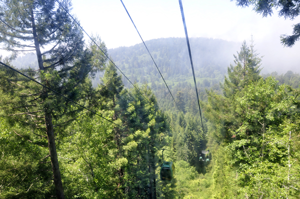 Sky Tram going through the trees