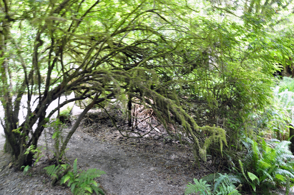 curved over trail