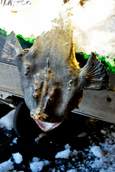 a very ugly fish