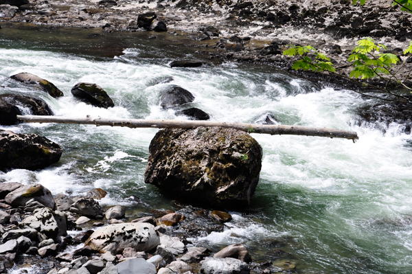a tree branch stuck on a rock from when the river ran higher.