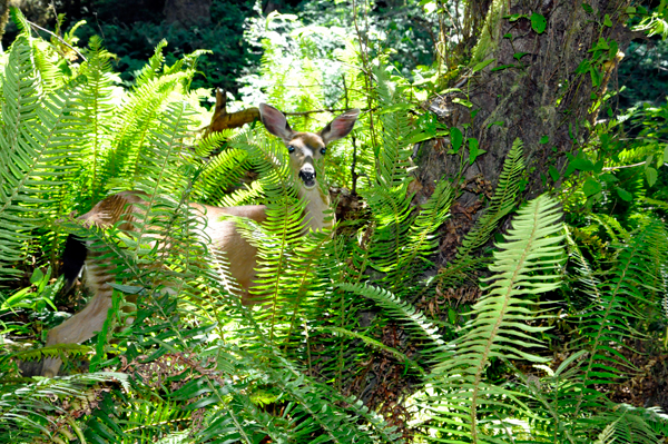 A deer