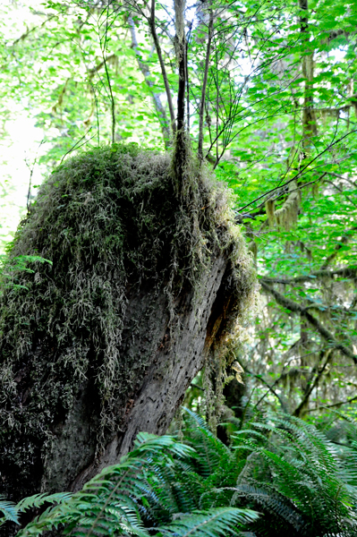 moss - green draperies