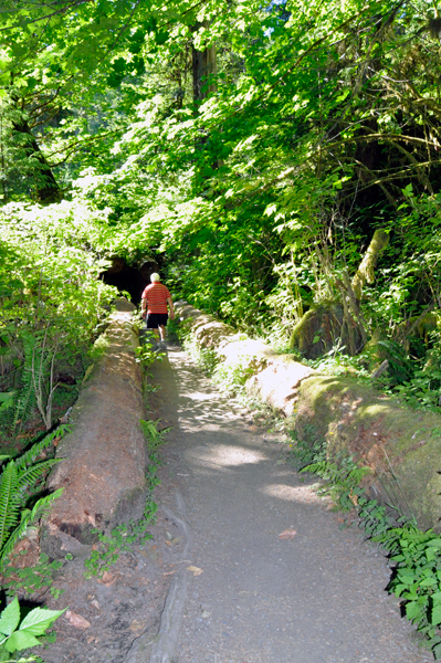 Lee Duquette in the Hoh Rainforest