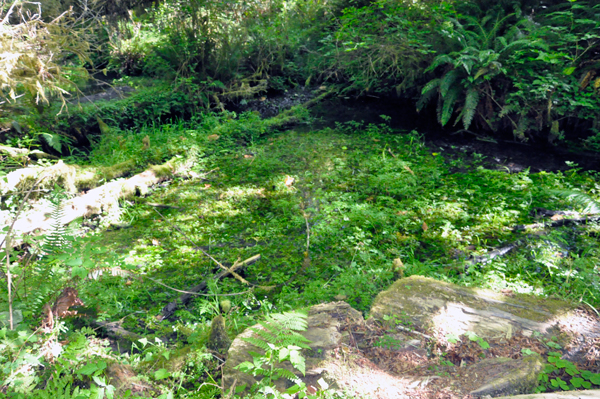 green like it should be in a rainforest