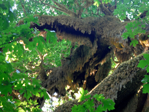 moss - green draperies