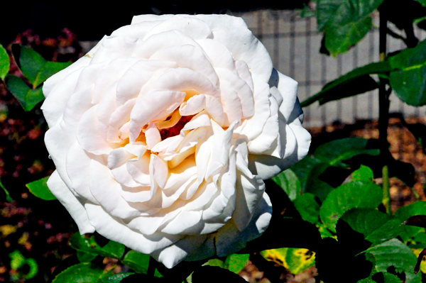 flowers in the Rose Garden area