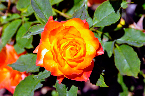 flowers in the Rose Garden area