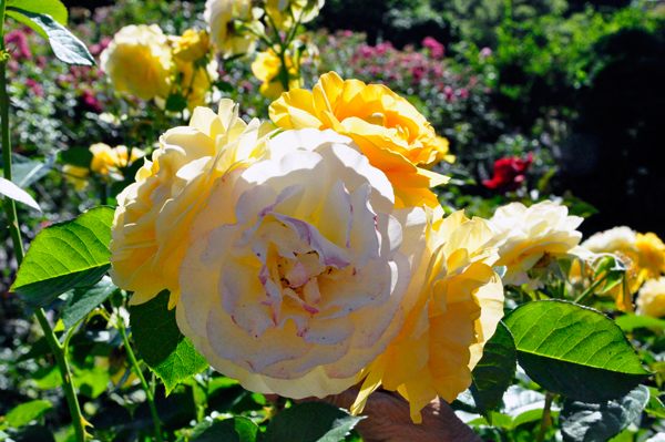 flowers in the Rose Garden area