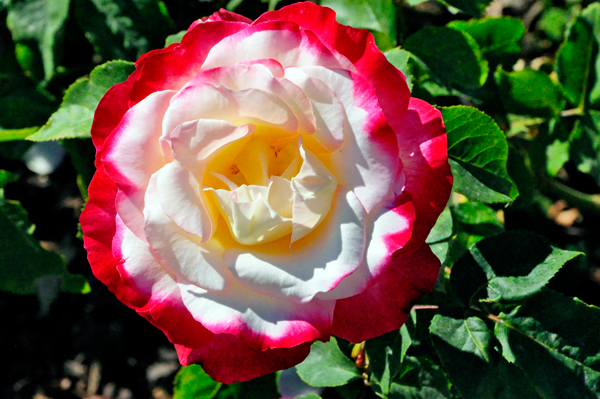 flower in the Rose Gardens area
