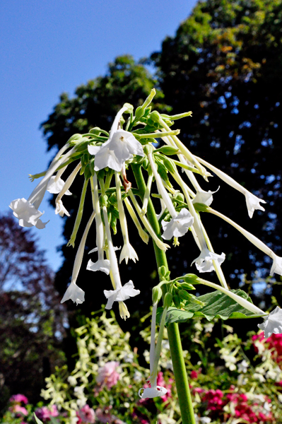flowers in the Botanical Garden