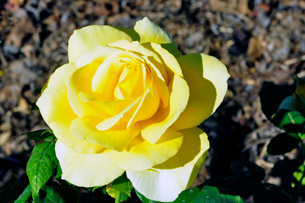 flowers in the Rose Garden area