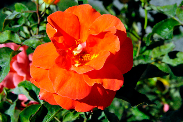 flower in the Botanical Garden