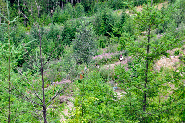 horses on the riding trail