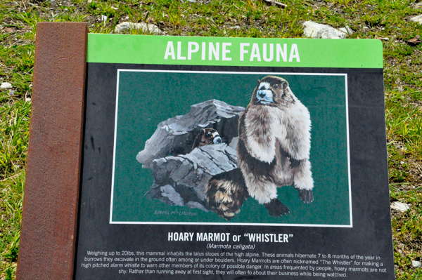 sign about Alpine Fauna