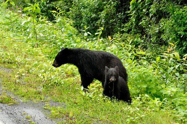 mama bear and cub