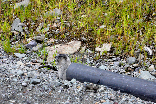 marmot