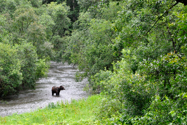 bear 1 in Hyder