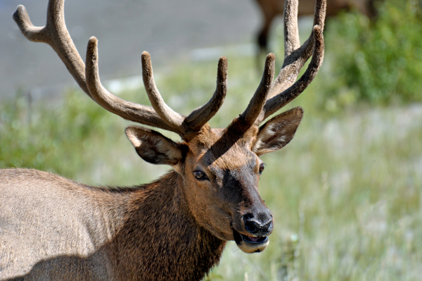 elk looking into the window of the two RV Gypsies