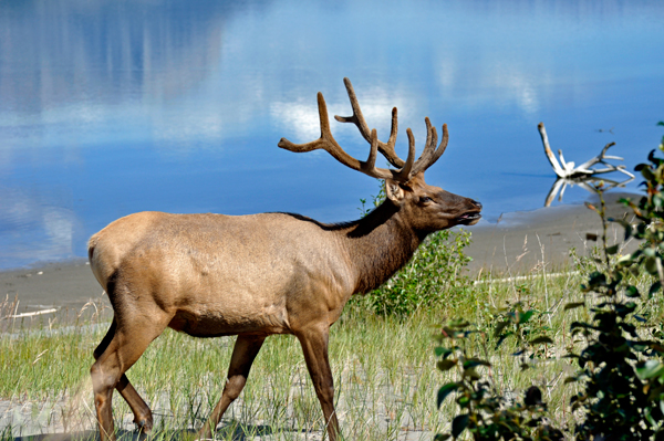 elk by Talbot Lake
