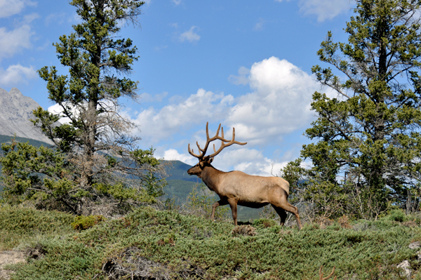 elk by Talbot Lake