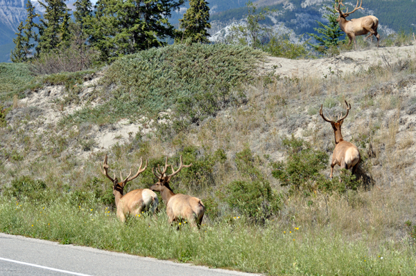 4 elk