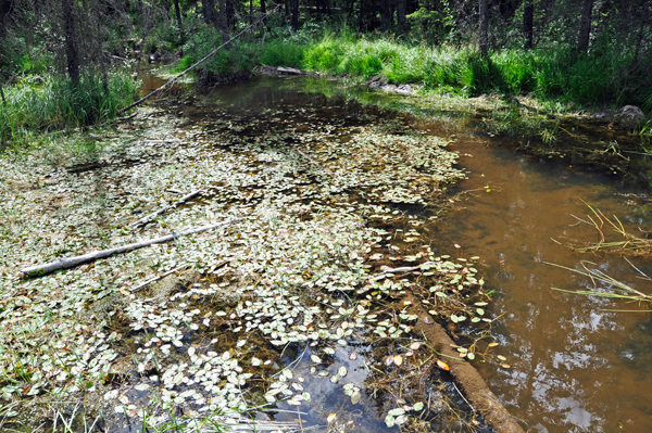 wetlands