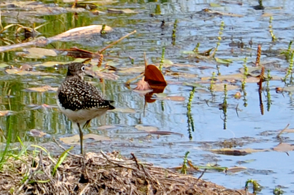 bird