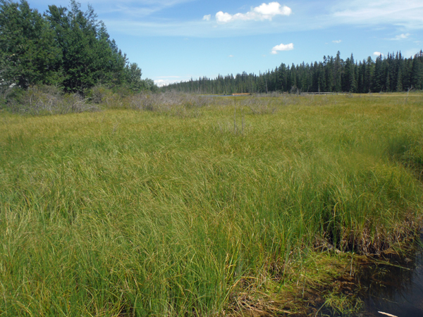 beaver dam in the distance