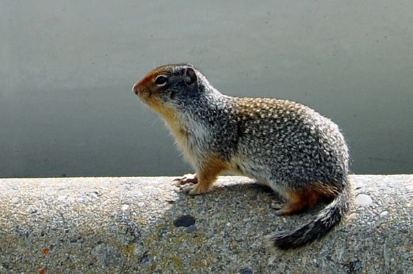 squirrel