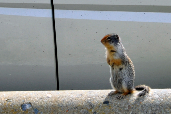 squirrel
