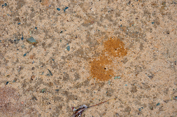 ant mounds
