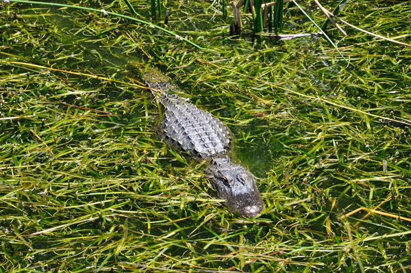 alligator