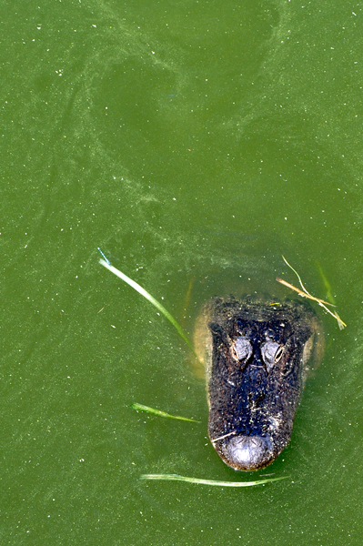 alligator