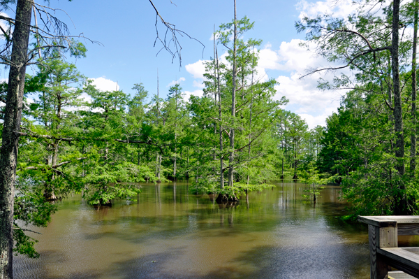 cypress trees