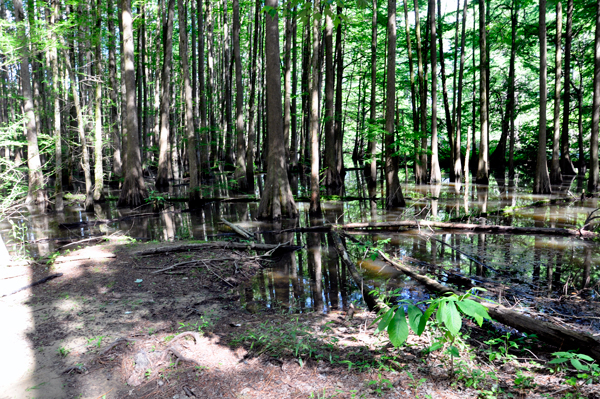 Woodpecker Trail