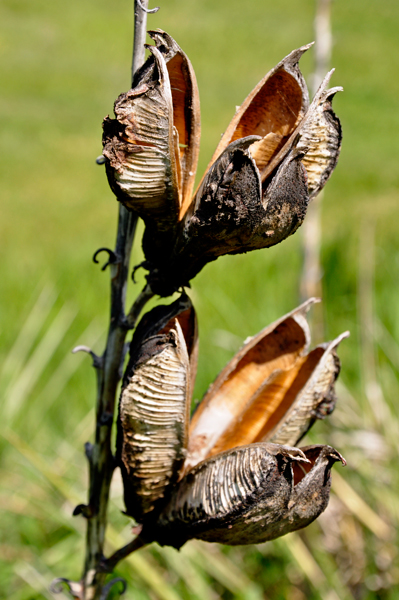 Badlands Yucca