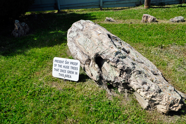 petrified tree