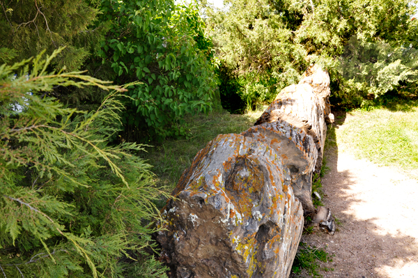 preserved log