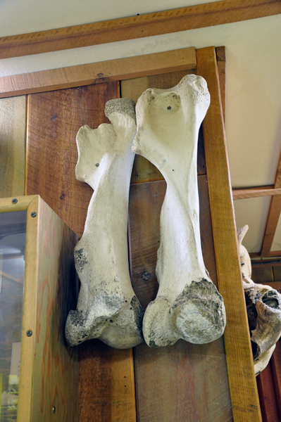 dinosaur bones