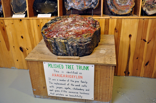 polished tree trunk