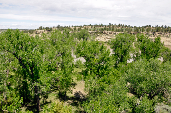 view from boardwalk to the top of Pompeys Pillar