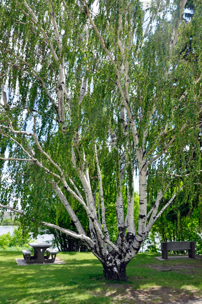 birch tree