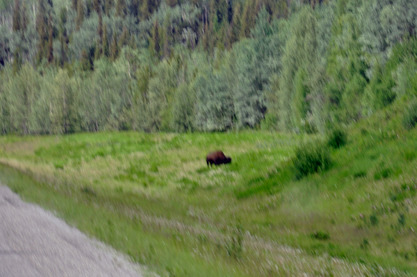 buffalo back in the grass