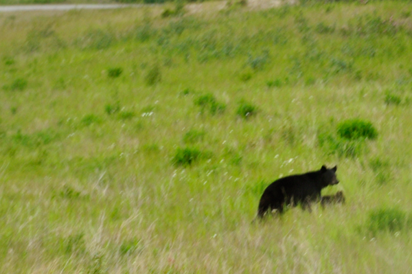 mama bear and cub