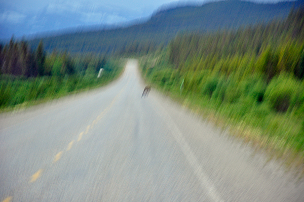 moose in the road
