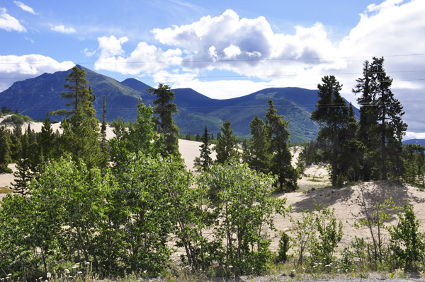 Carcross Desert Dunes
