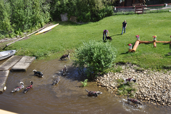 sled dogs in the river
